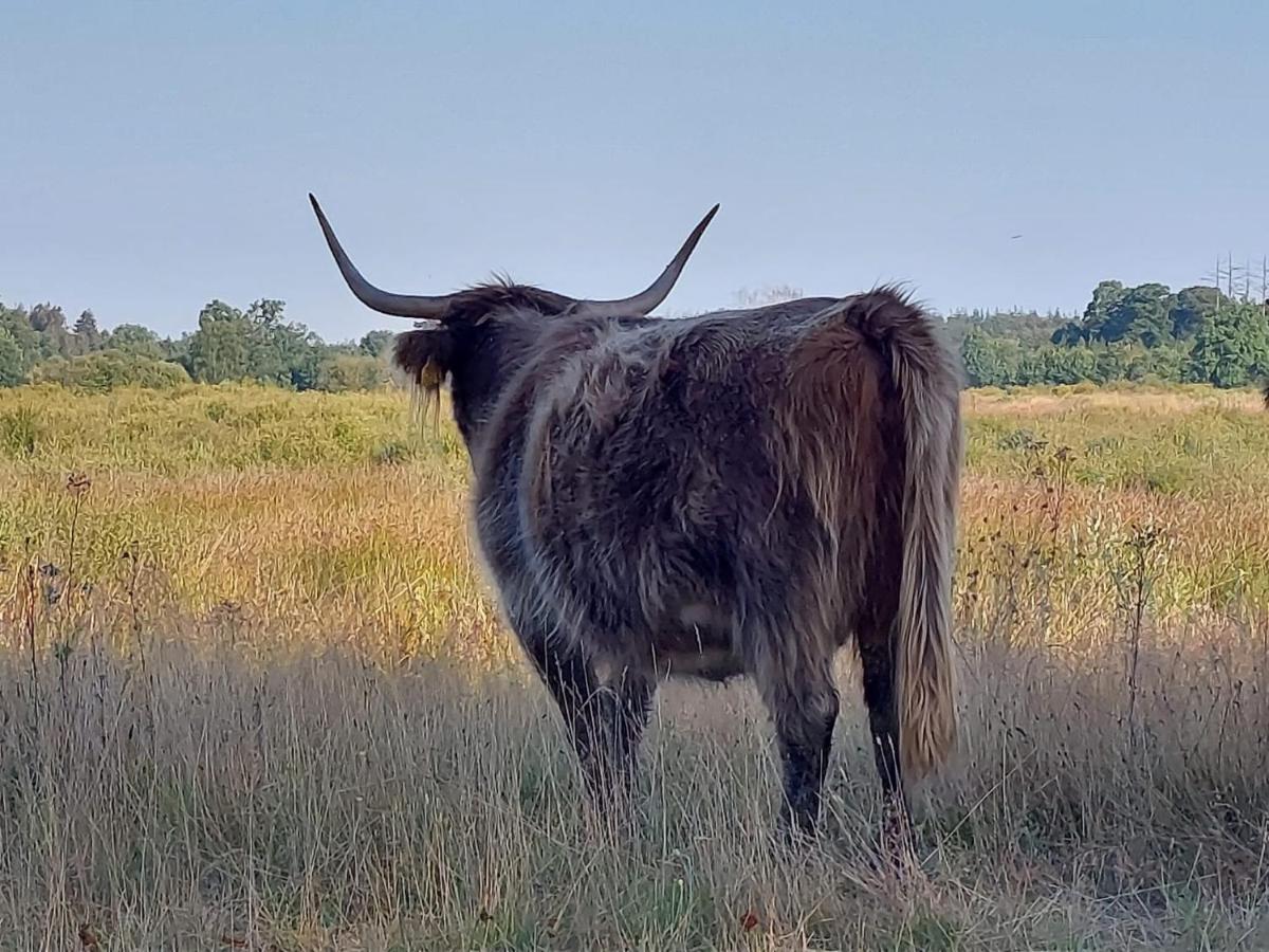 Sfeervol Chalet In Drenthe Bij Het Dwingelderveld Villa Spier Esterno foto